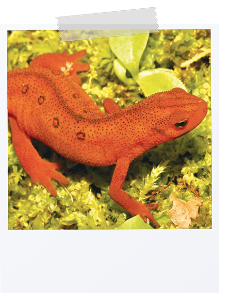 picture of a red spotted newt
